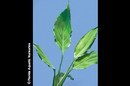 Giant Mother Plant